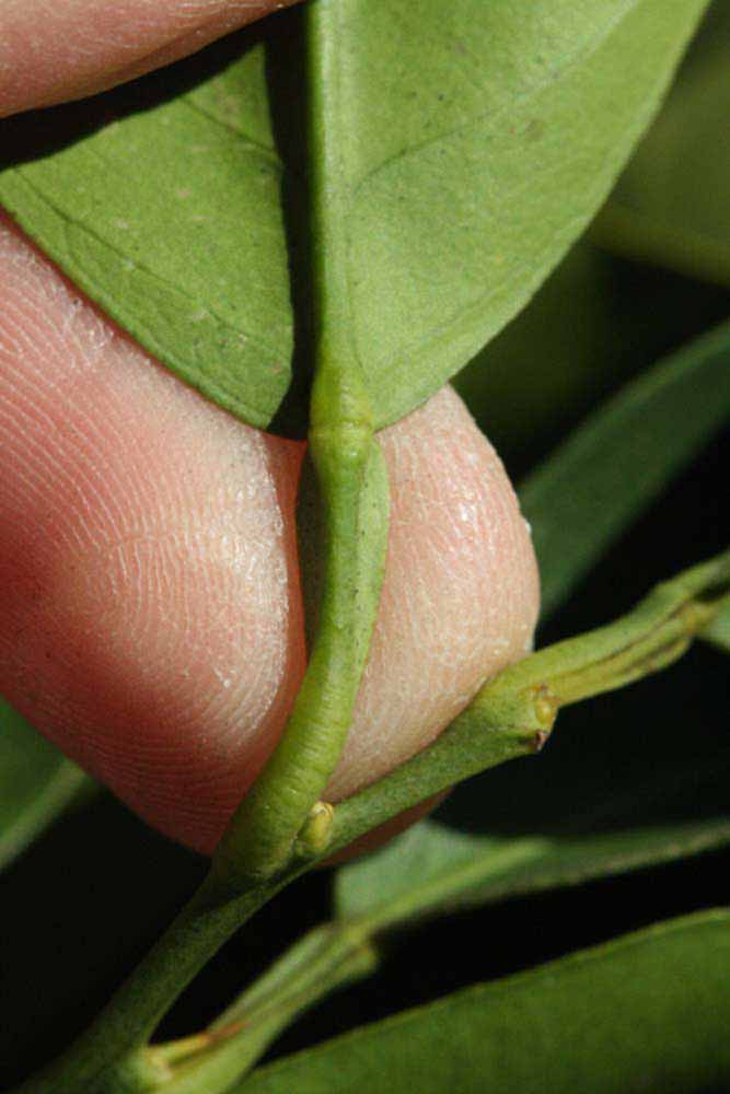              Petiole (Riverside, CA)       